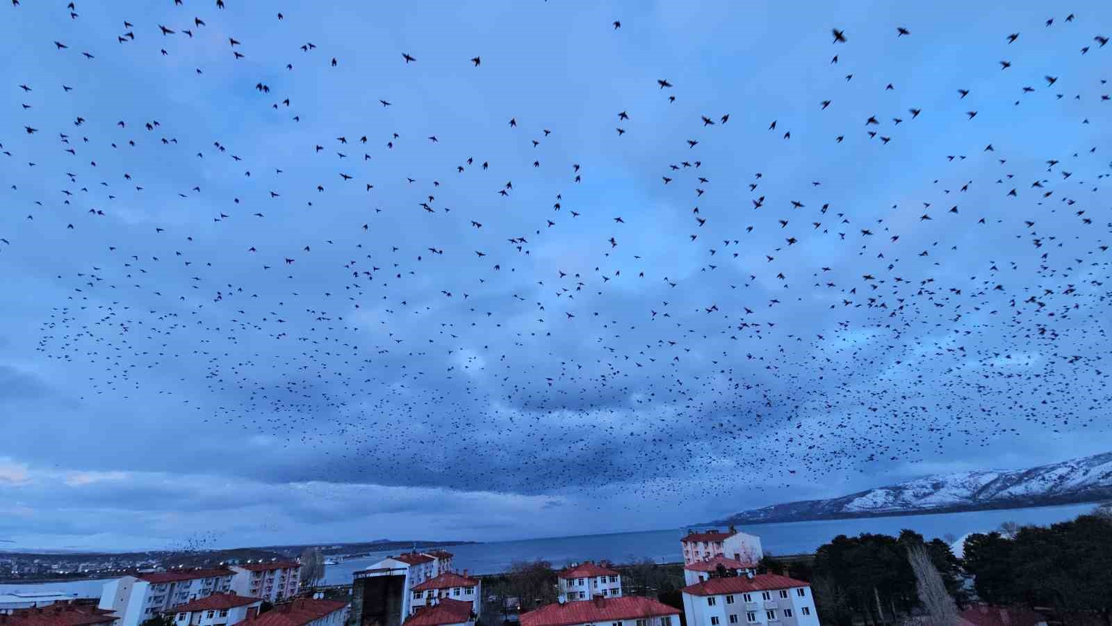 Tatvan’da gökyüzünü kaplayan binlerce kuş görsel şölen sundu