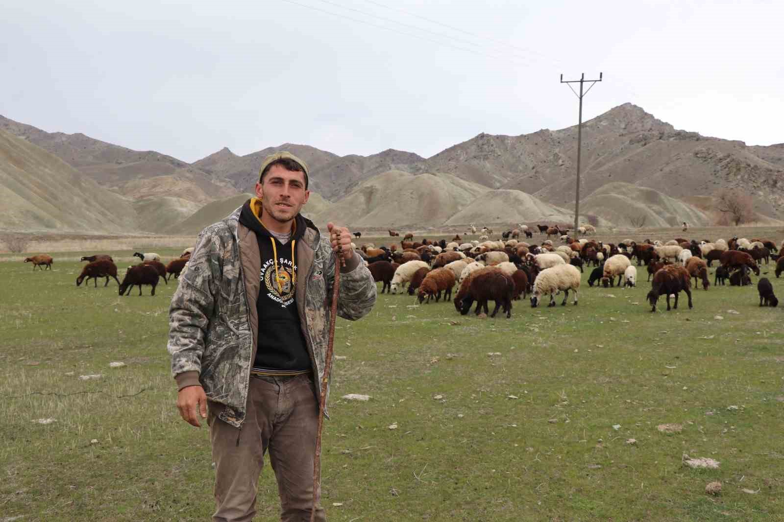 Saksağandan etkilendi, çobanlığı dijitalleştirdi, artık koyun sürüsünü dronle yönetiyor
