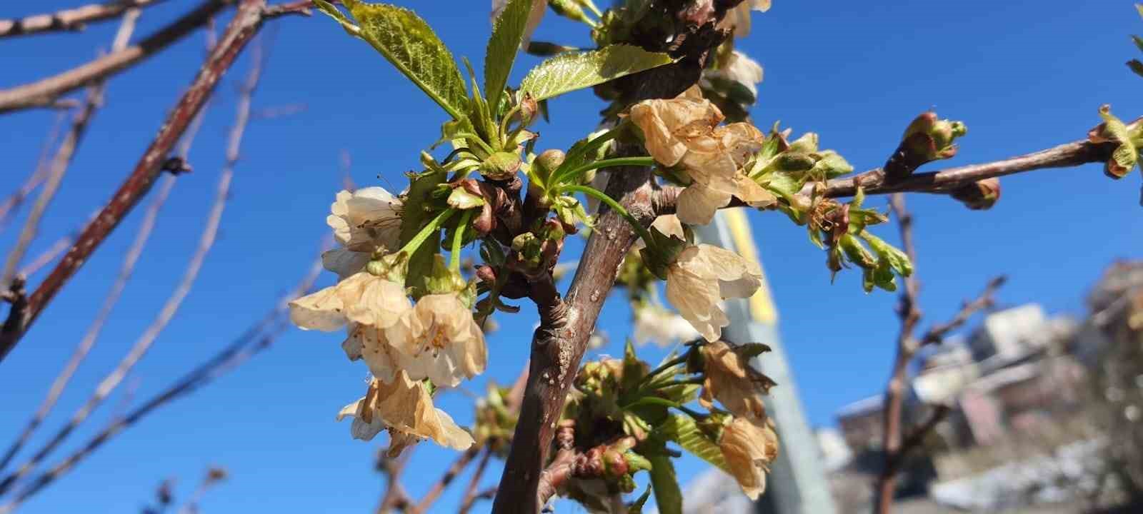 Erzincan’da soğuk şok: Kayısı çiçekleri karardı