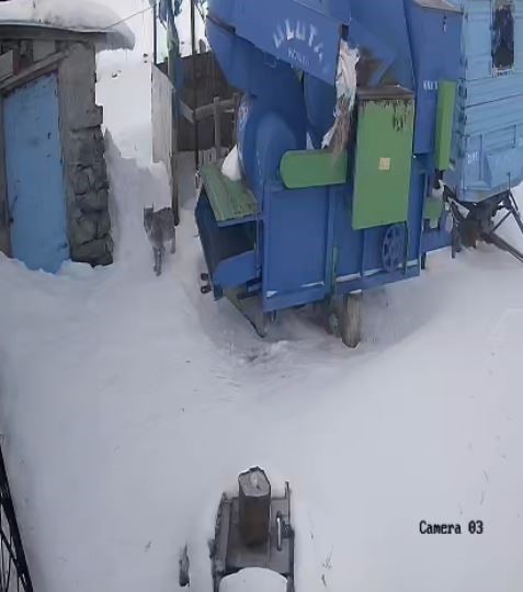 Ardahan&rsquo;da a&ccedil; kalan vaşak k&ouml;ye indi
