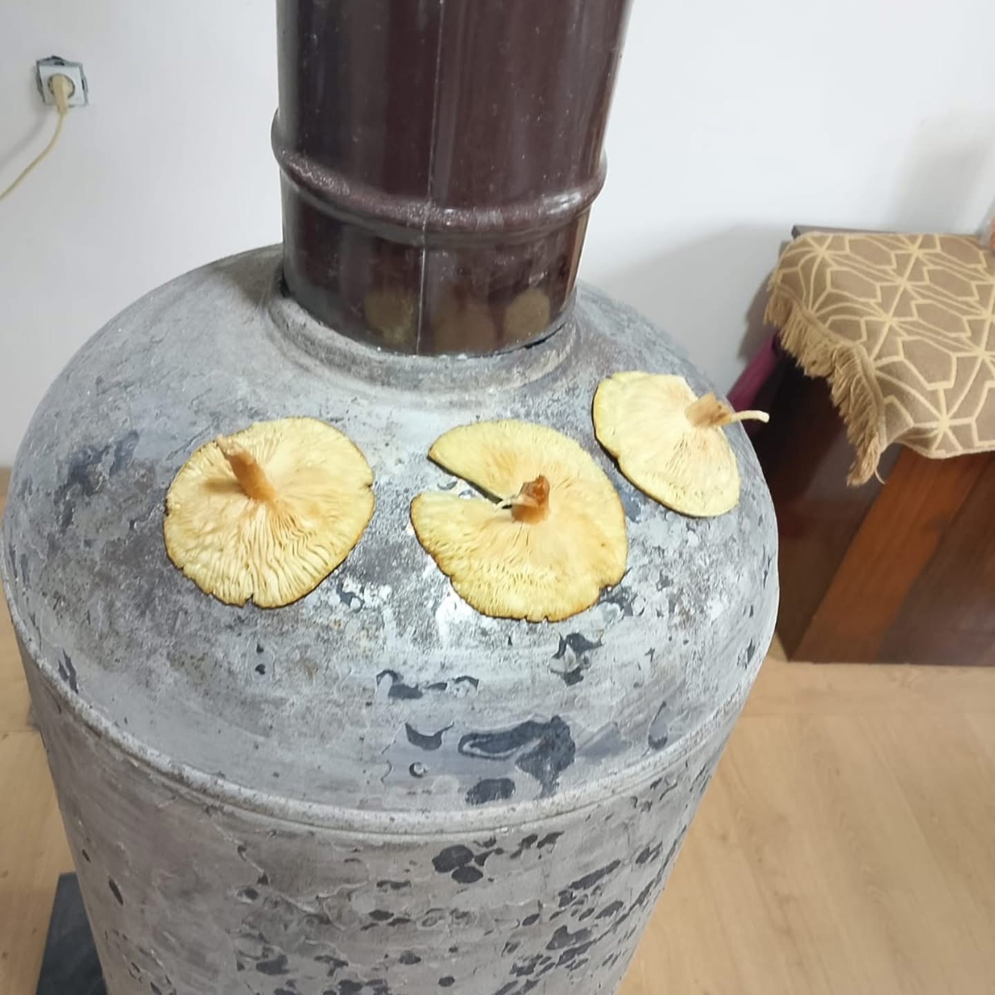 Diyarbakır kırsalında &ccedil;ıkan mantarlar toplanmaya başlandı
