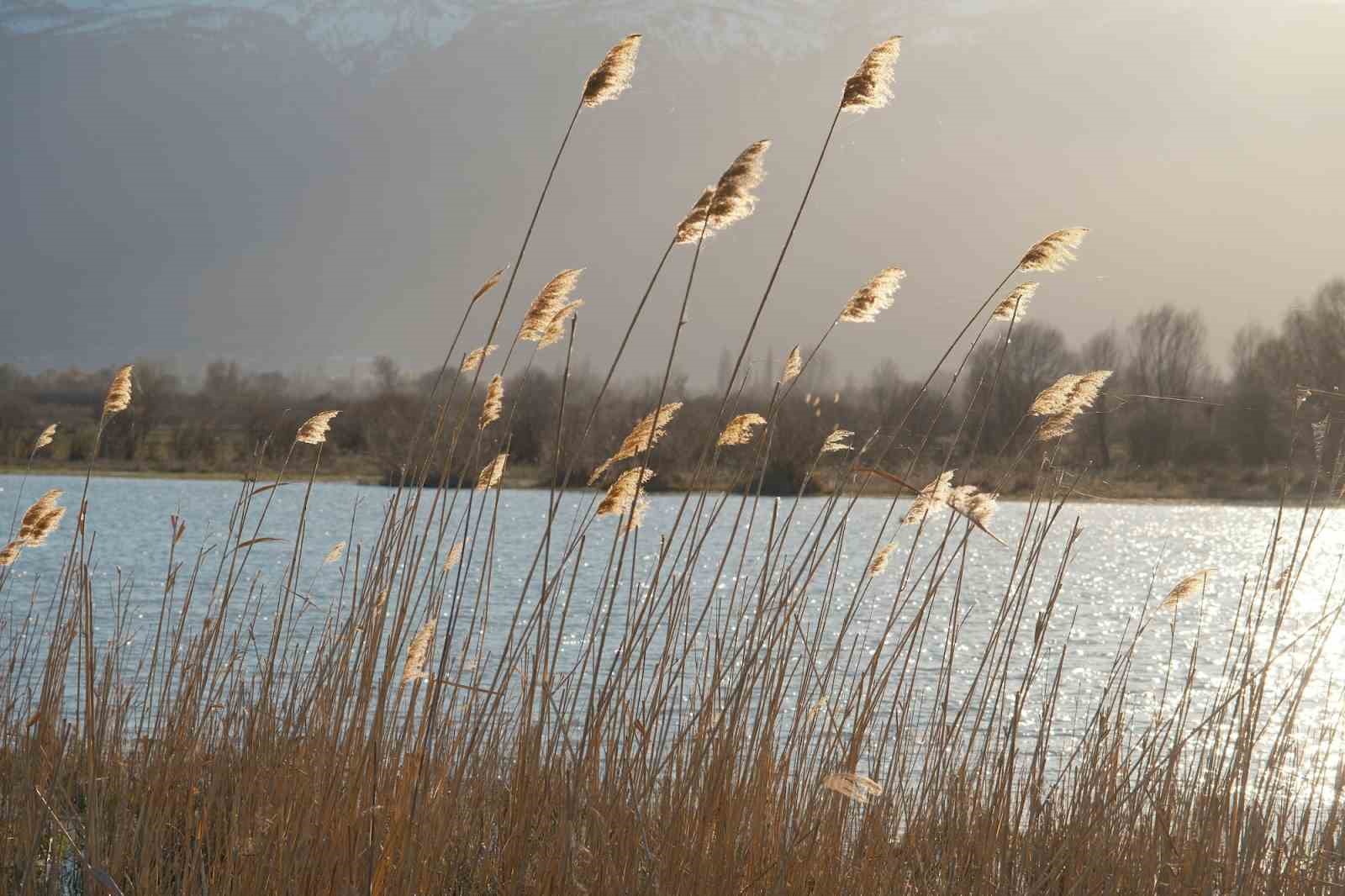 Akşehir G&ouml;l&uuml;&rsquo;nde yıllardır g&ouml;r&uuml;lmeyen oldu
