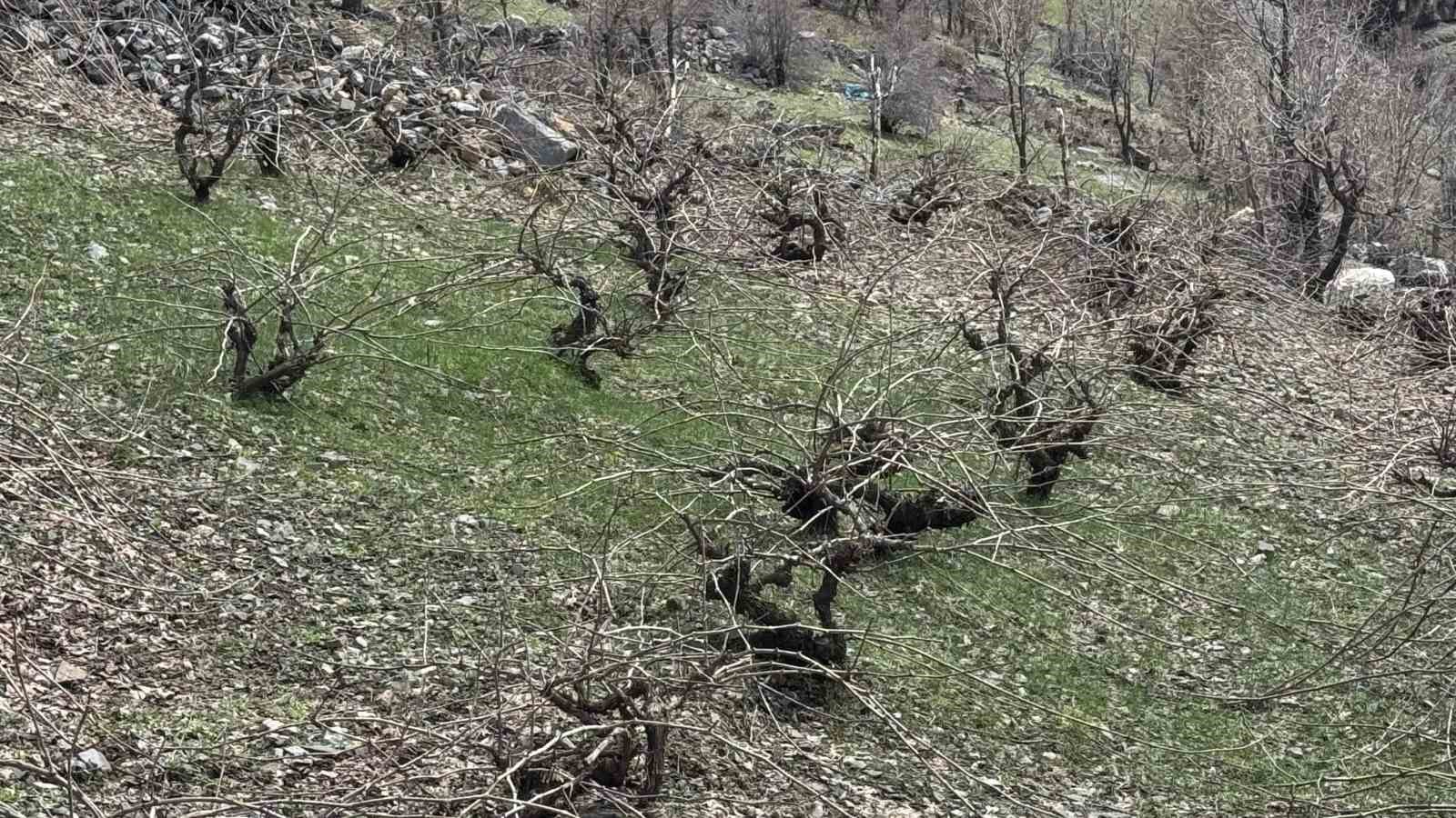 Bir yanda karla m&uuml;cadele, diğer yanda budama &ccedil;alışmaları s&uuml;r&uuml;yor
