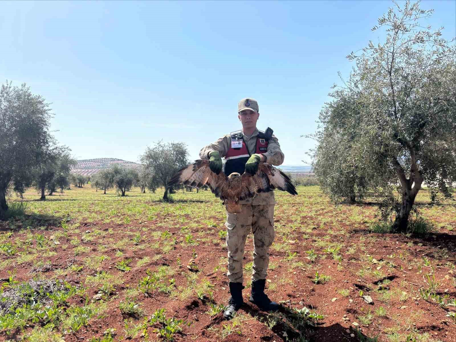 Kilis’te yaralı kızıl şahin bulundu