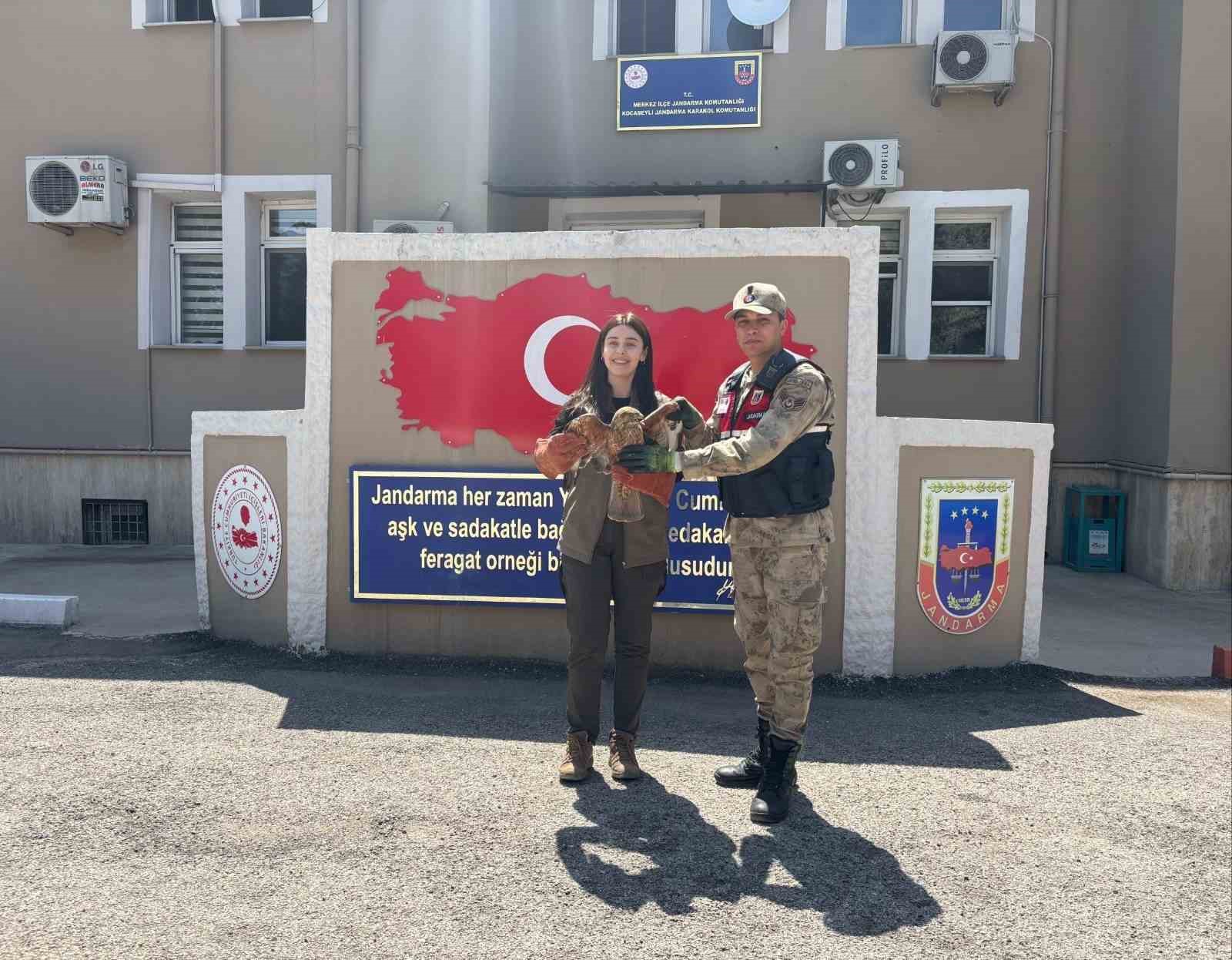 Kilis&rsquo;te yaralı kızıl şahin bulundu
