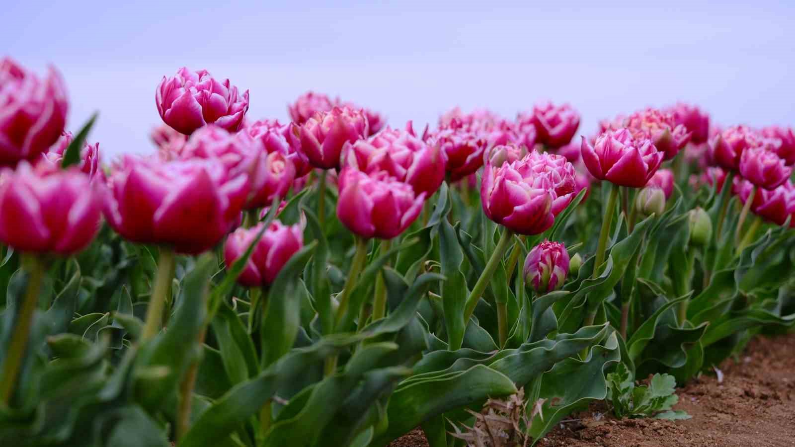 Karaman’da lale tarlası ziyaretçilerine hazırlanıyor