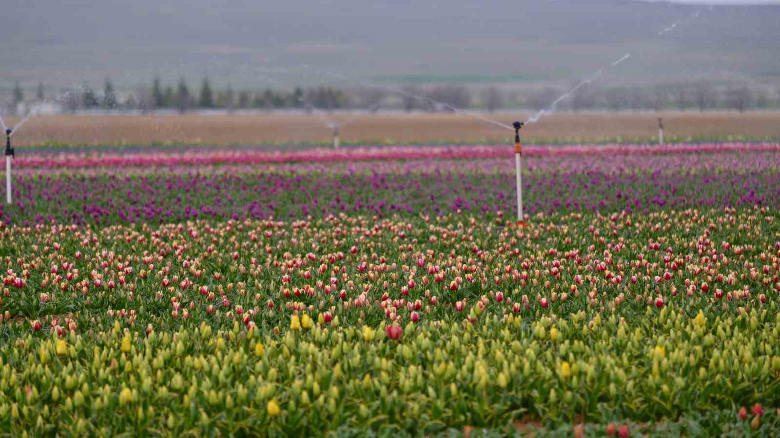Karaman&rsquo;da lale tarlası ziyaret&ccedil;ilerine hazırlanıyor
