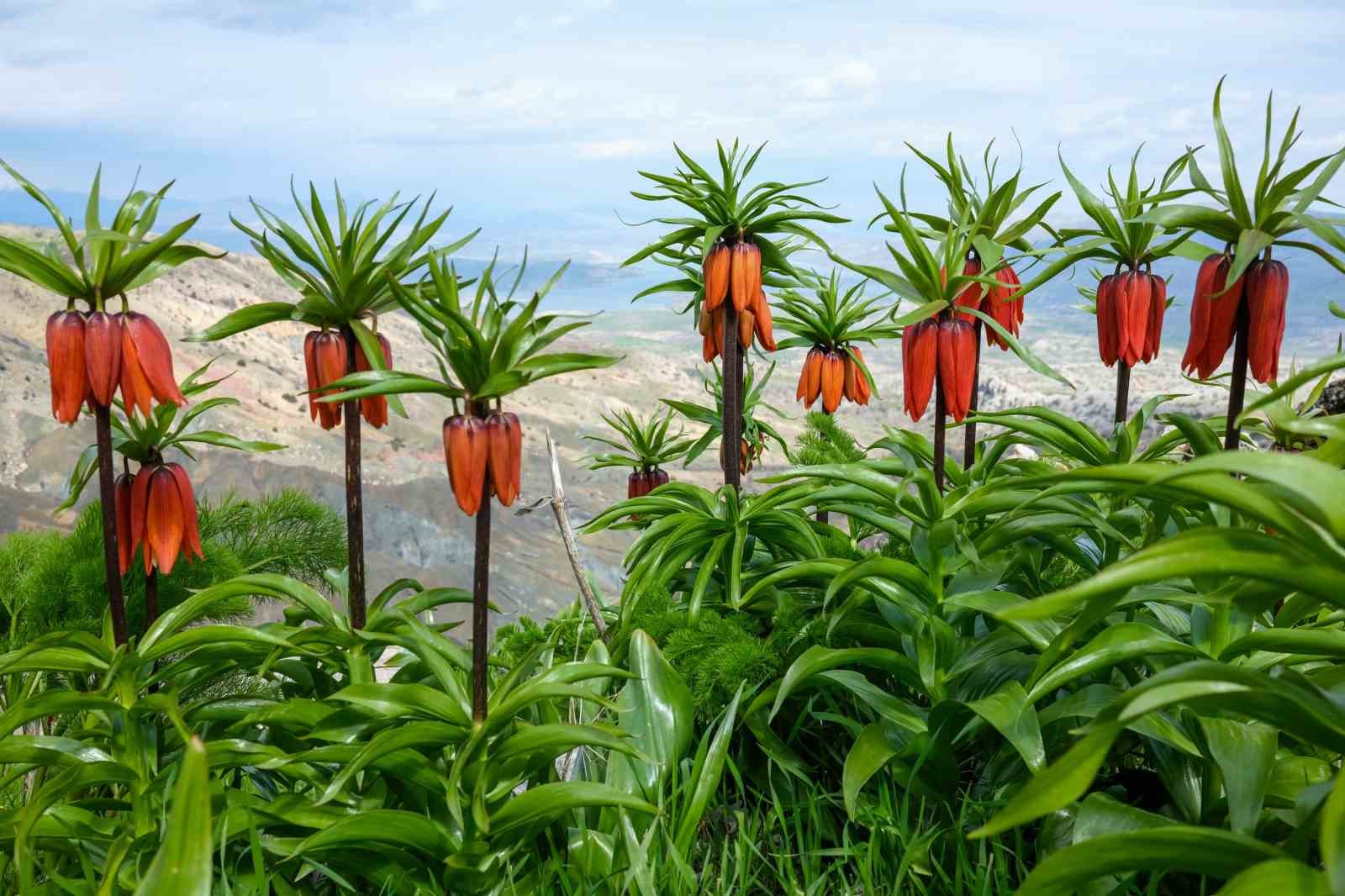 Sakız Dağı&rsquo;nda ters laleler g&ouml;rsel ş&ouml;len sunuyor
