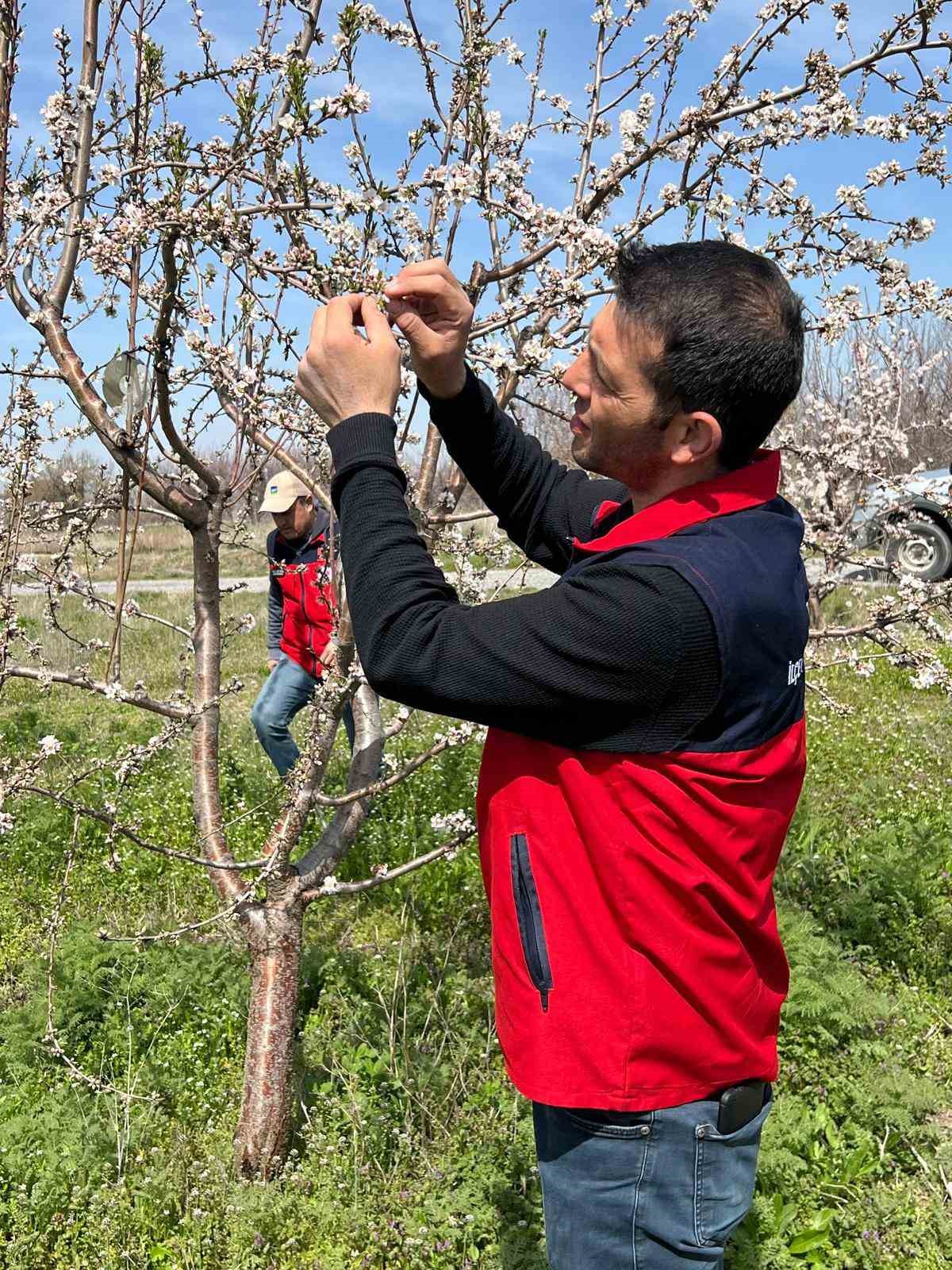 Zirai don uyarısı sonrası hasar tespit &ccedil;alışması yapıldı
