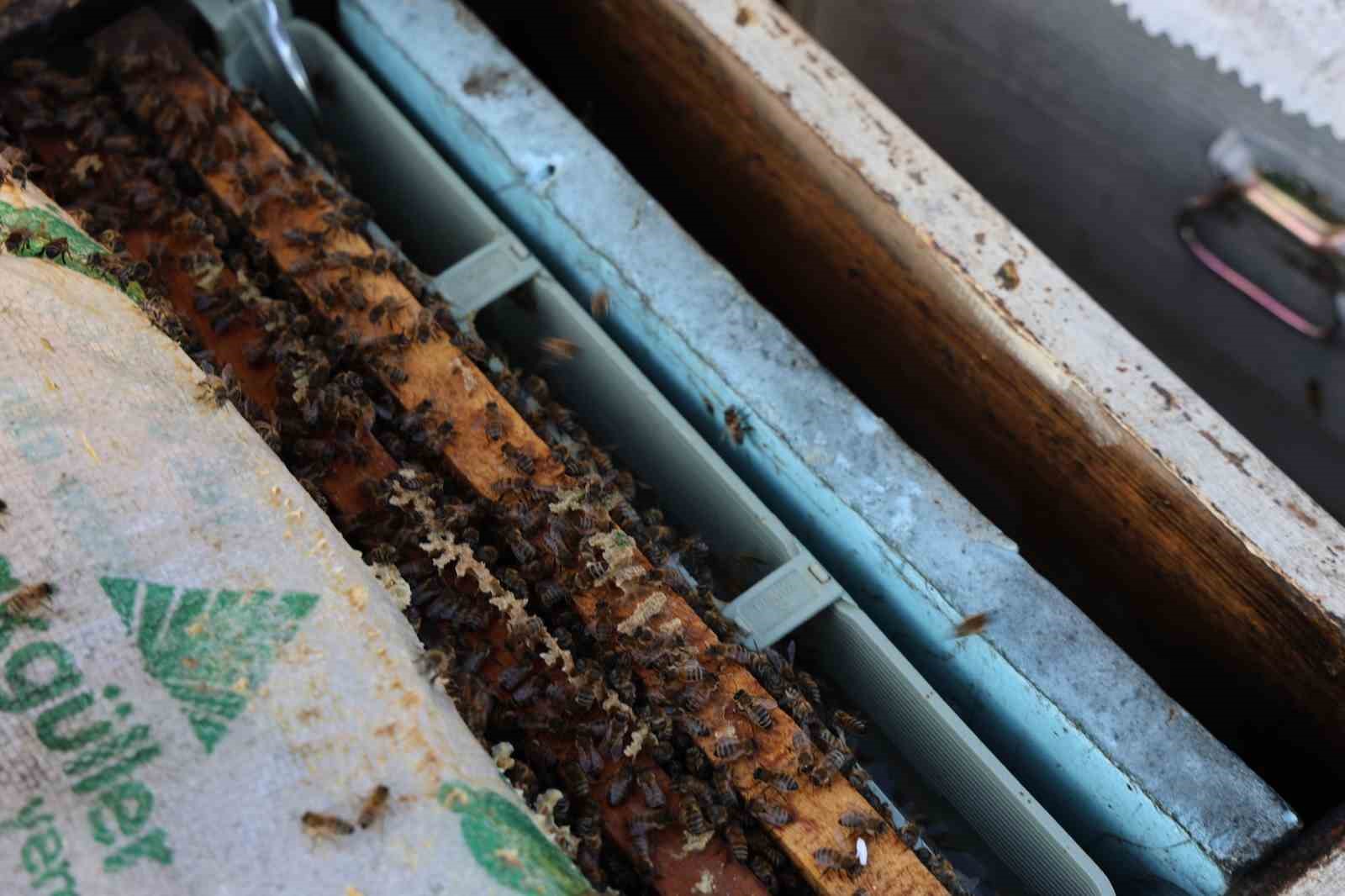 Aydın&rsquo;da arı kolonileri gen&ccedil;leşiyor, arıcılar sezondan umutlu
