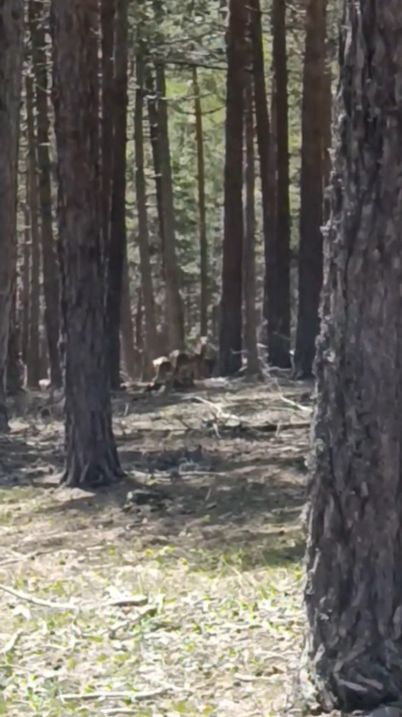 Geyik s&uuml;r&uuml;s&uuml; amat&ouml;r kameraya yansıdı
