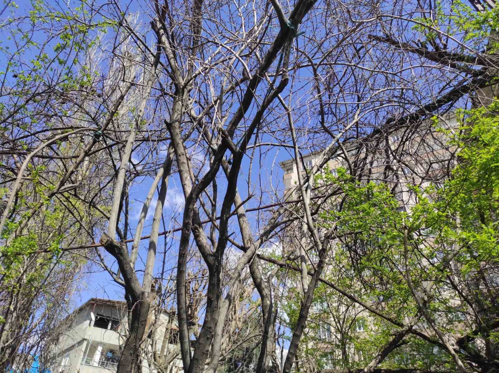 Batman’da ani hava değişimleri meyve bahçelerini vurdu