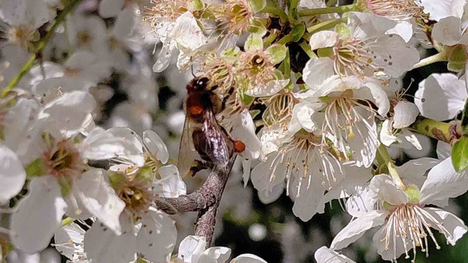 Bolu&rsquo;da baharın gelmesiyle arılar harekete ge&ccedil;ti

