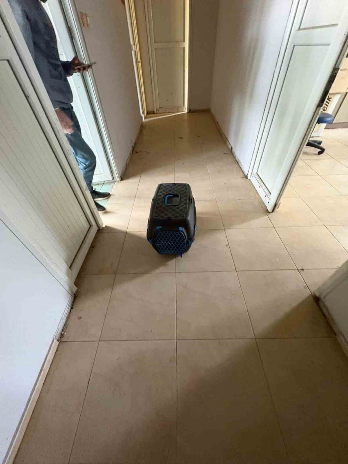 İskenderun&rsquo;da r&ouml;gar borusuna d&uuml;şen yavru kediler kurtarıldı
