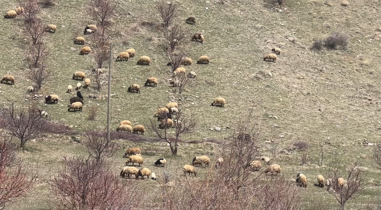 Yüksekova’da küçükbaş hayvanlar meraya çıktı