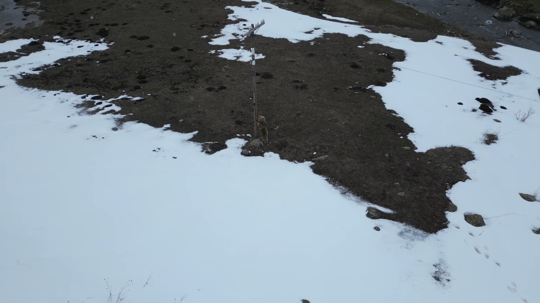 Kars&rsquo;ta drone ile karşılaşan boz ayı kamerada: Merak, tedirginlik ve ka&ccedil;ış
