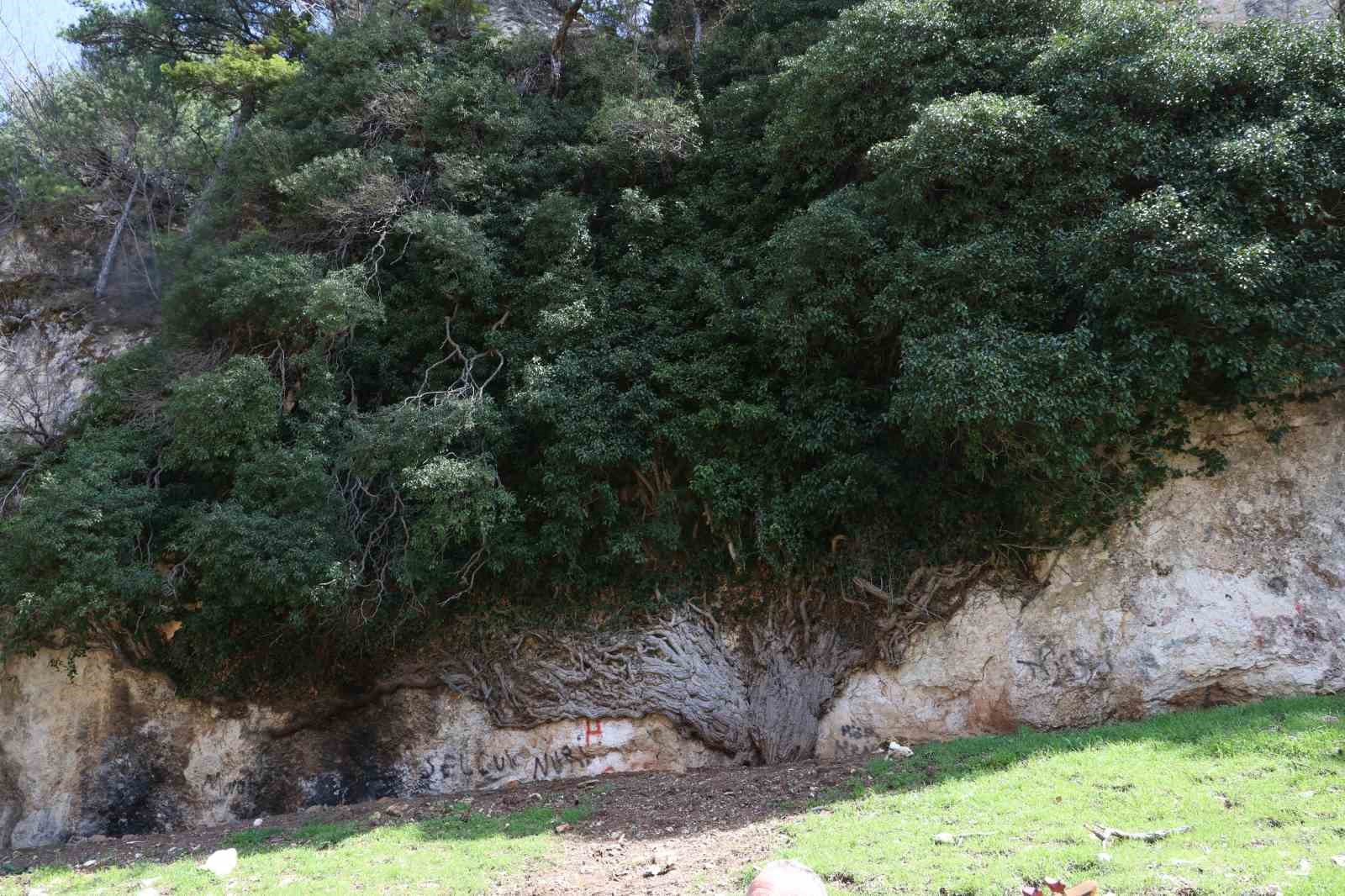 4 bin yıllık sarmaşığın g&ouml;lgesinde baharı karşıladılar
