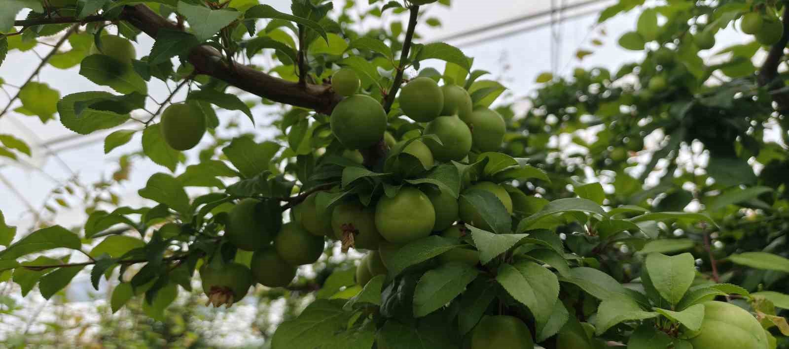 Mersin’de açıkta erik hasadı başladı, fiyatı 200 TL’ye kadar düştü