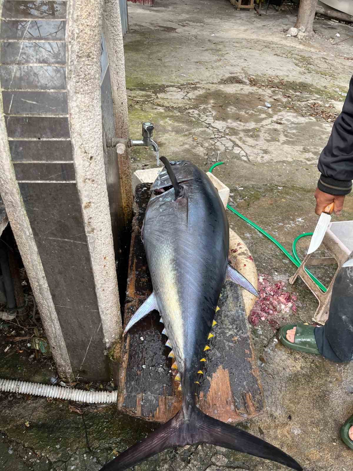 Hobi olarak olta balık&ccedil;ılığı yapan &ouml;ğretmen 60 kiloluk orkinos yakaladı
