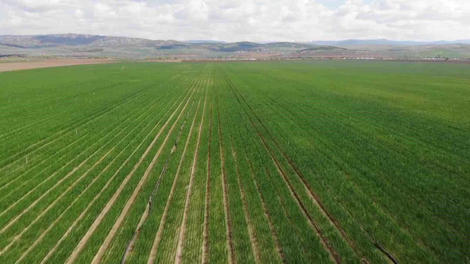 Pazarın en ucuzu soğan Amasya&rsquo;dan Avrupa&rsquo;ya g&ouml;nderiliyor
