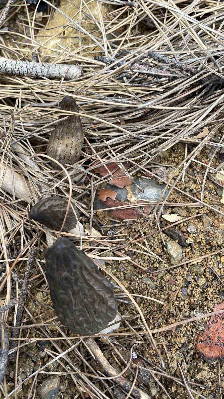 Feke’de kuzu göbeği bereketi