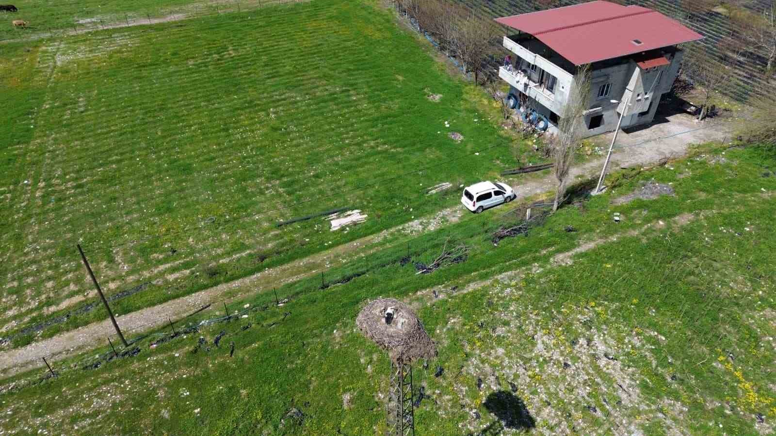 15 yıllık ’komşu’: Leylek ’Ciran’ ailenin maskotu oldu