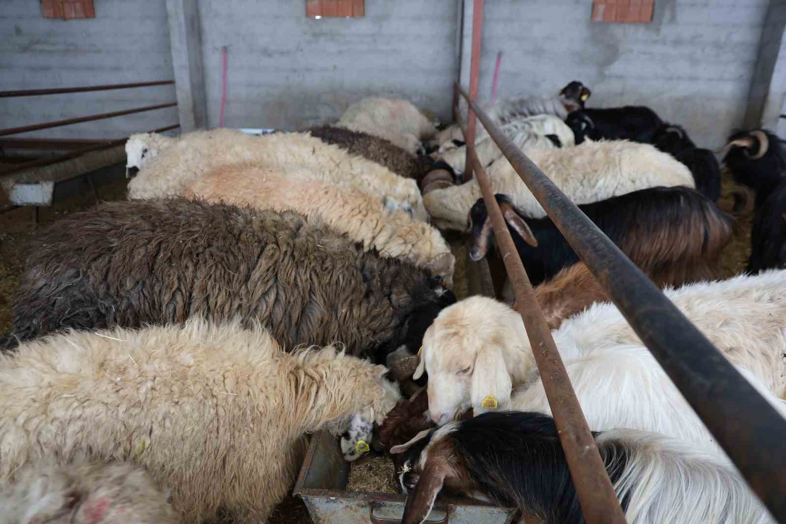 Elazığ&rsquo;da kurbanlık satışları başladı
