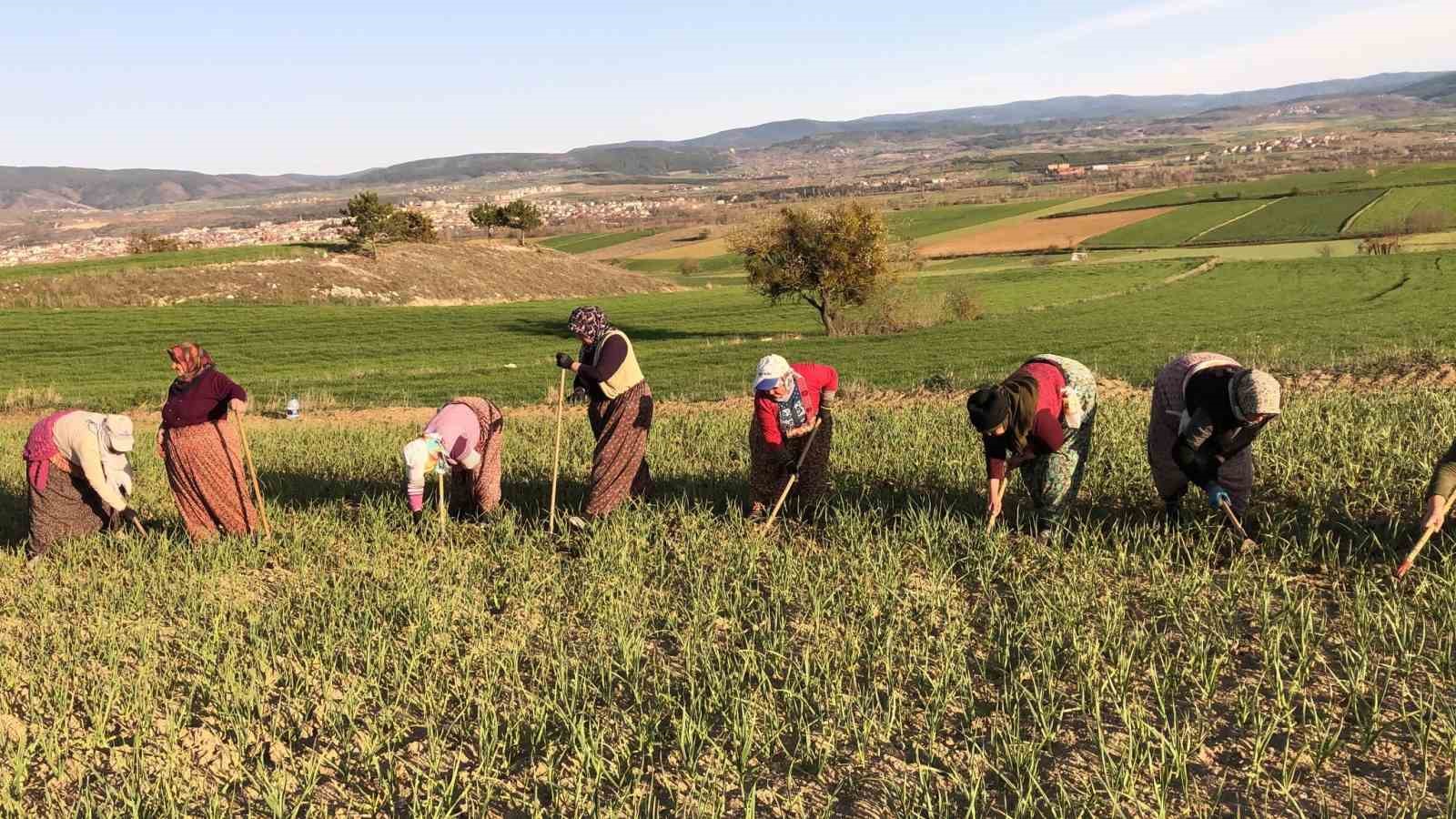 Taşk&ouml;pr&uuml; sarımsağı tarlalarındaki zararlı otları tek tek topluyorlar

