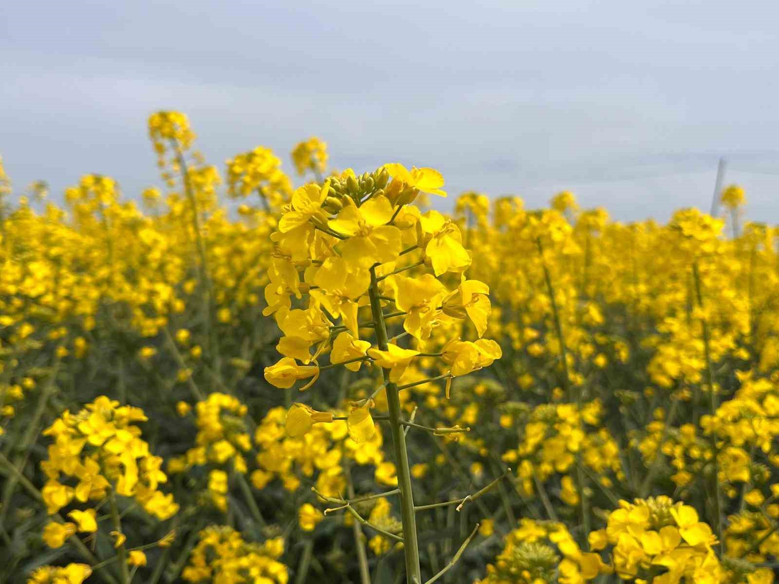 Hayrabolu&rsquo;da &ccedil;i&ccedil;ek a&ccedil;an &rsquo;Sarı Gelin&rsquo;, rengiyle b&uuml;y&uuml;l&uuml;yor

