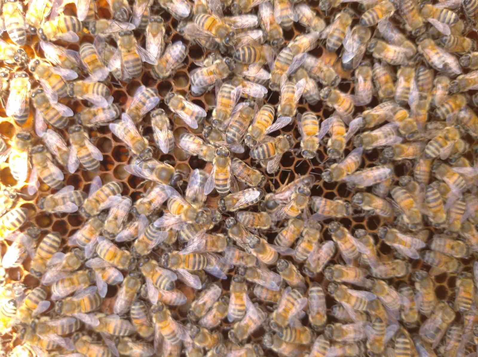 &rsquo;S&uuml;per gıda&rsquo; arı s&uuml;t&uuml; Malatya&rsquo;da mercek atında
