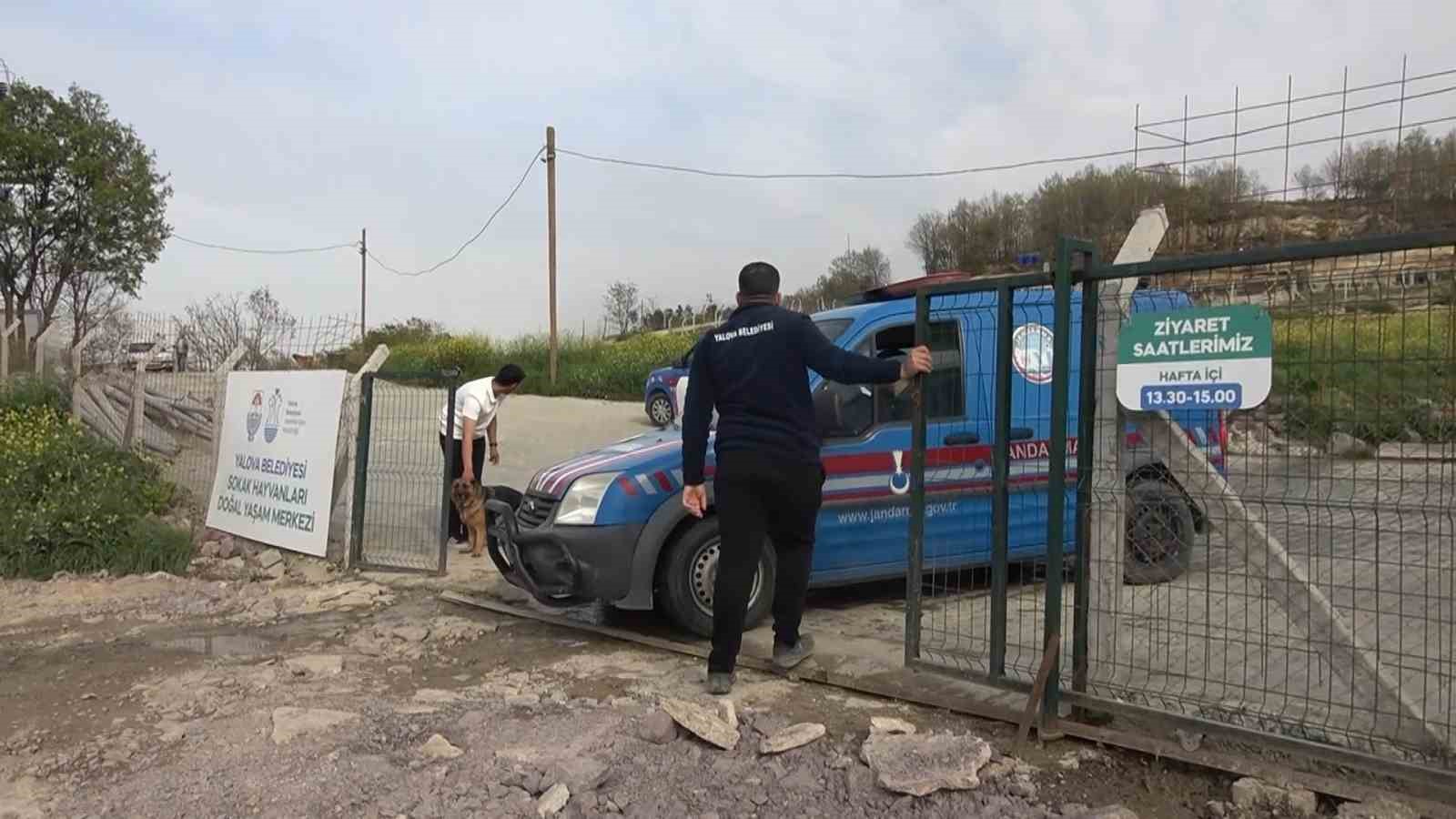 Yalova’daki barınakta köpek ölümleriyle ilgili soruşturma