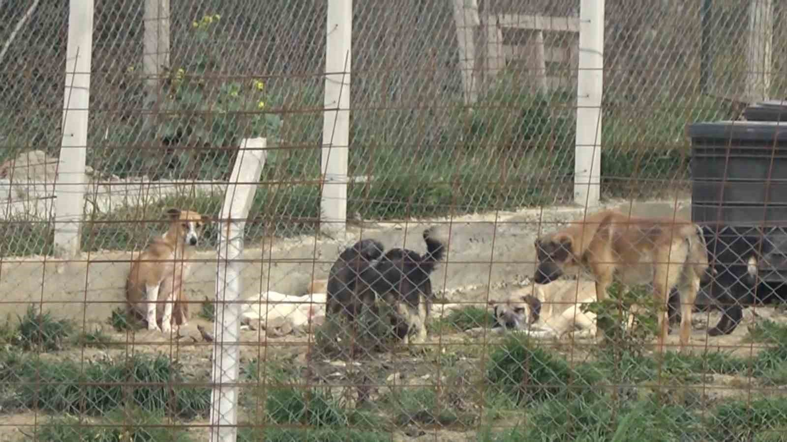 Yalova&rsquo;daki barınakta k&ouml;pek &ouml;l&uuml;mleriyle ilgili soruşturma

