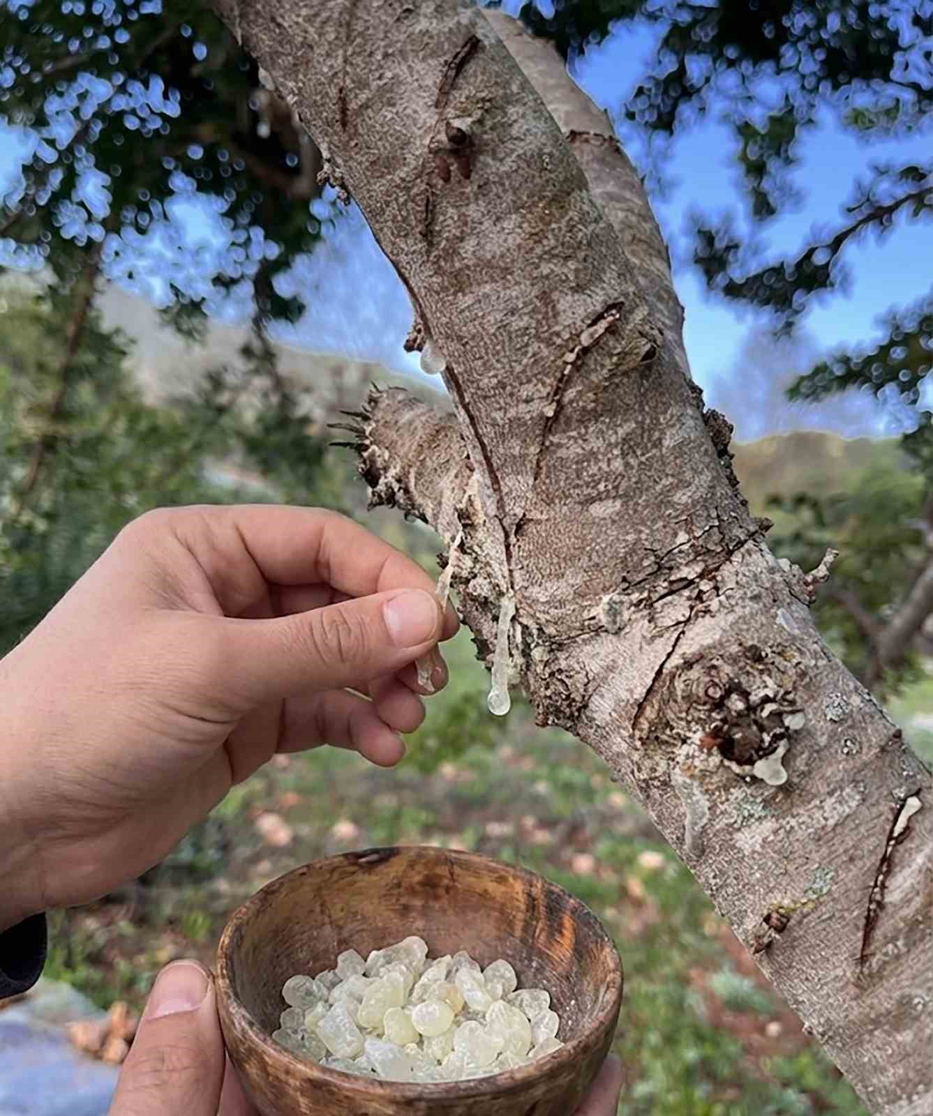 Sakız&rsquo;dan farklı &uuml;r&uuml;nler &uuml;retilmeye başlandı
