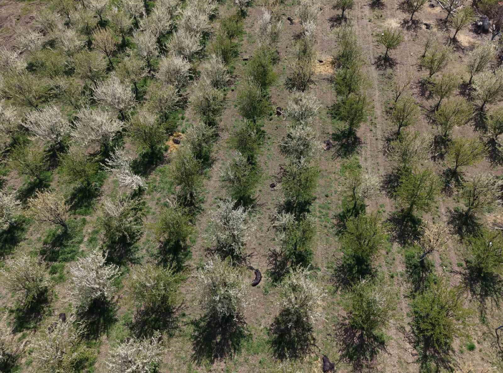 Iğdır’da çiftçiler meyve ağaçlarını dumanlama yöntemi ile soğuktan korudu
