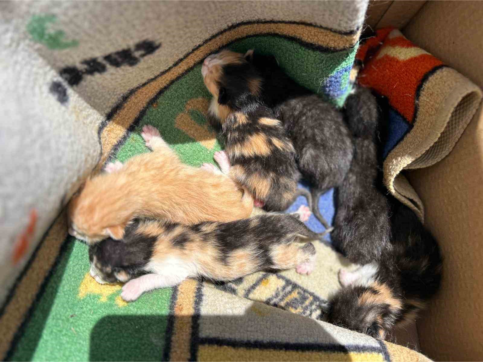 Anaokulunun misafiri ‘Fındık’ 6 yavru dünyaya getirdi