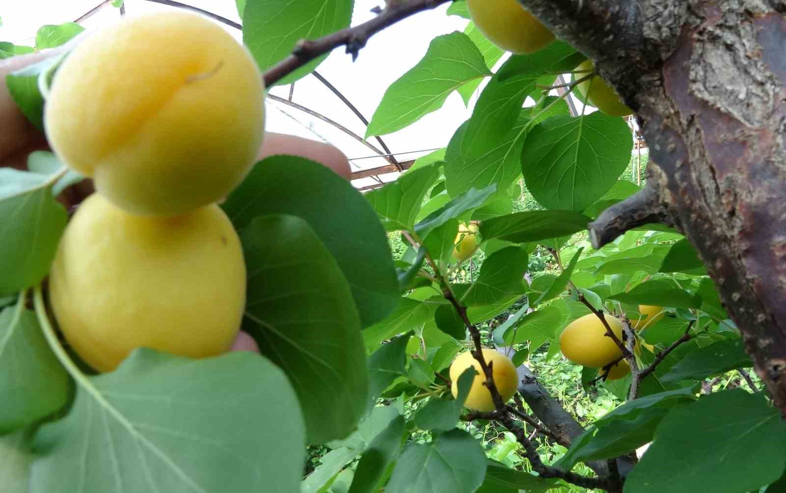 Örtü altında turfanda kayısı hasadı başladı