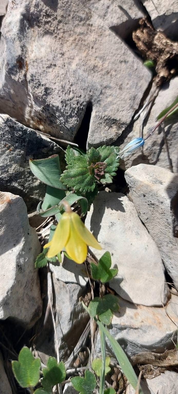 İsmini keşfedildiği il&ccedil;eden alıyor: Ender g&ouml;r&uuml;len &Ccedil;ermik ters lalesi &ccedil;i&ccedil;ek a&ccedil;tı
