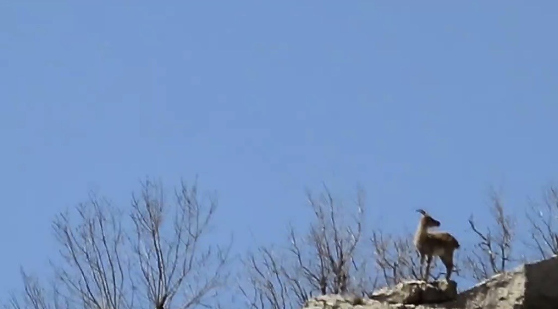 &Ccedil;ermik dağları &rsquo;dağ ke&ccedil;ilerine&rsquo; emanet
