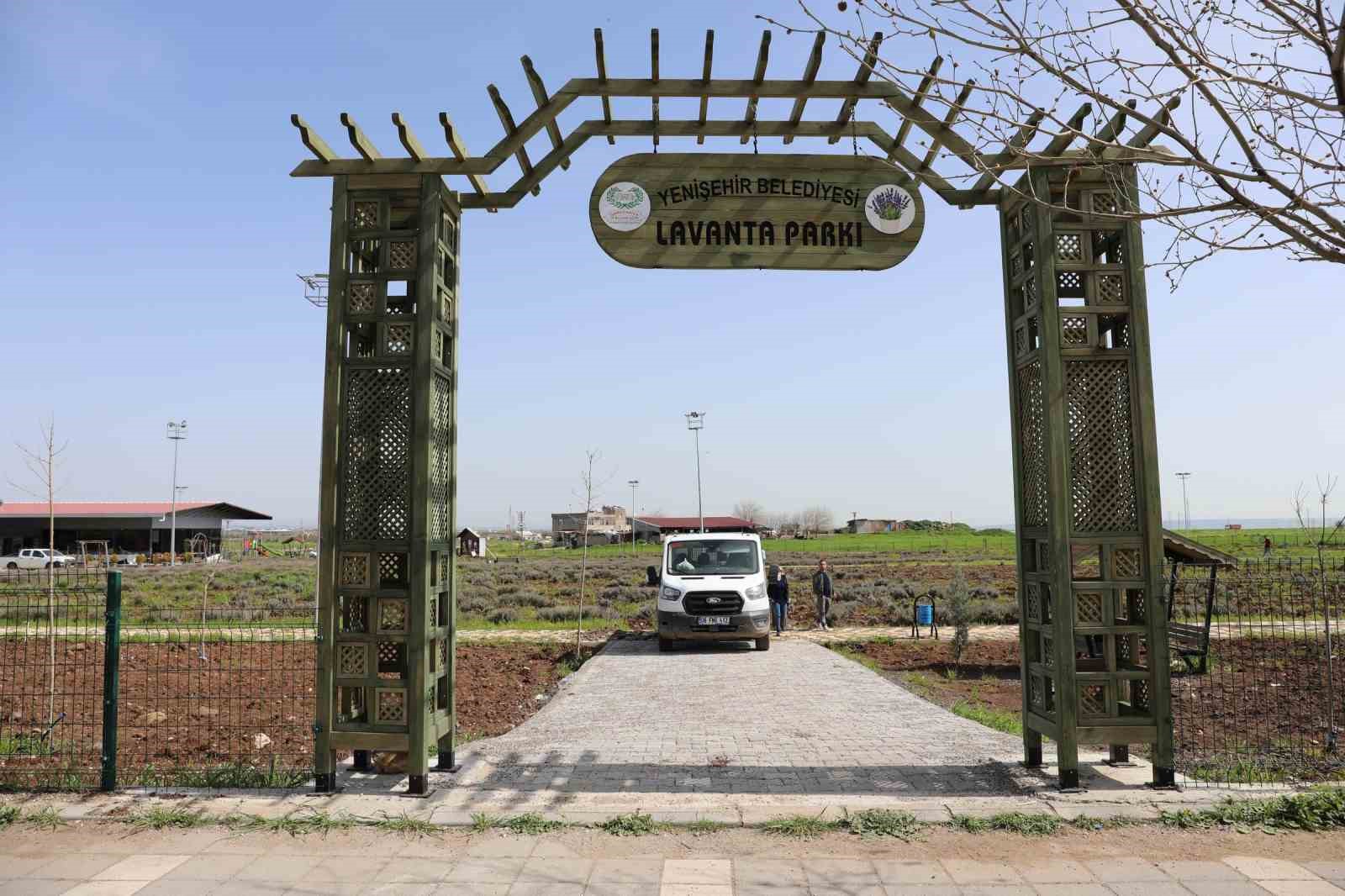 Yenişehir&rsquo;de lavanta mevsimi başlıyor
