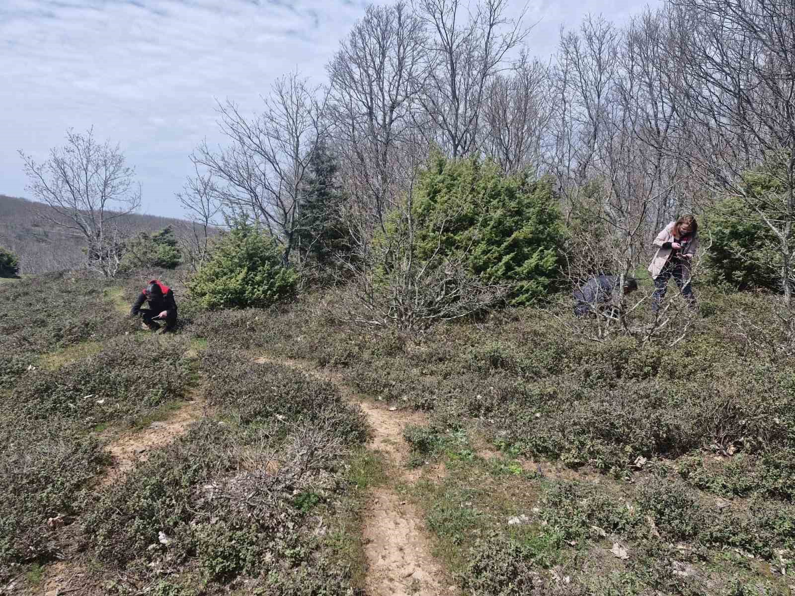 Tekirdağ&rsquo;da s&uuml;ne zararlısına karşı saha &ccedil;alışmaları başlatıldı
