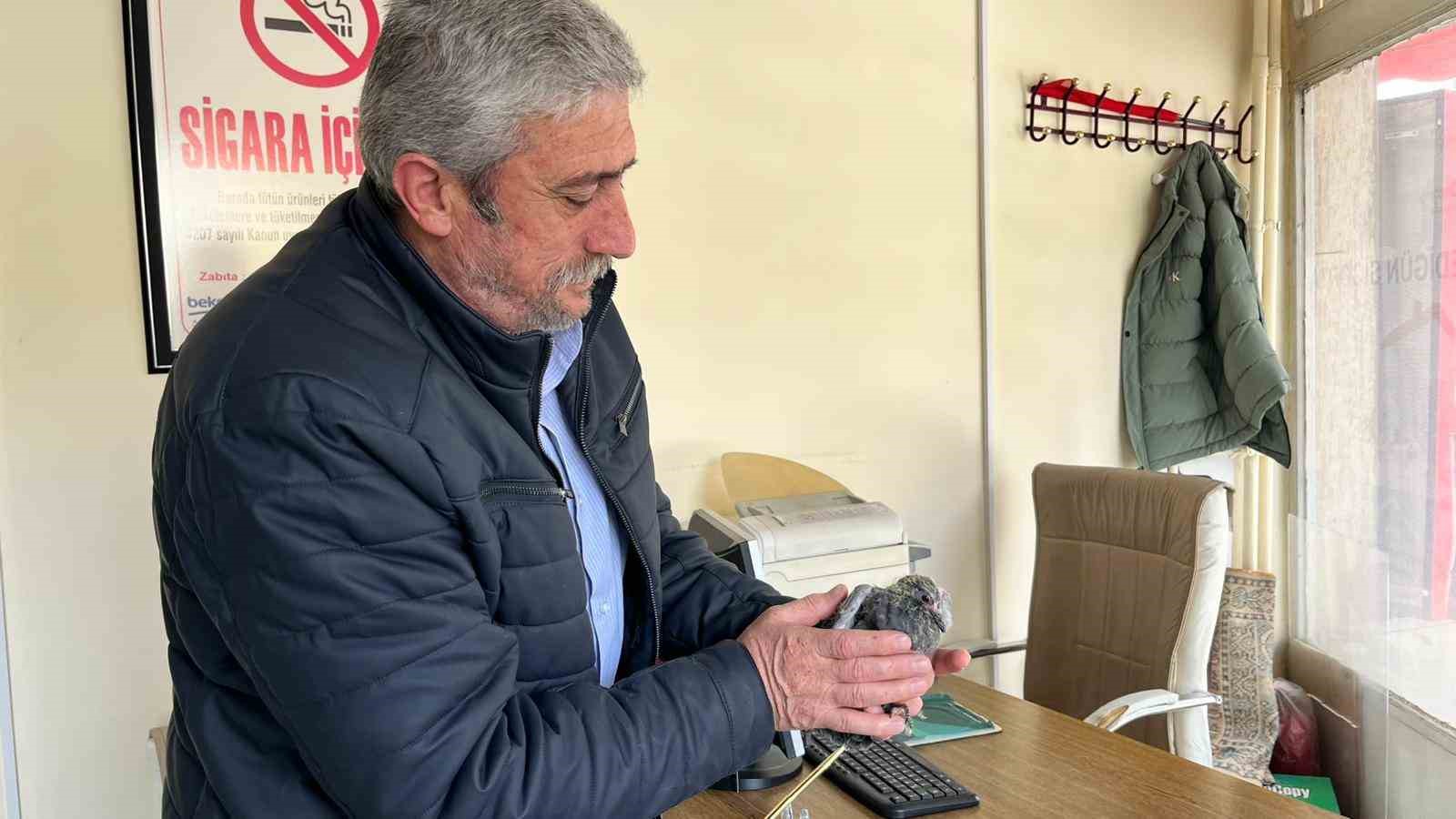 B&uuml;nyan&rsquo;da &ccedil;atıdan d&uuml;şen kuş, yuvasına kavuşturuldu
