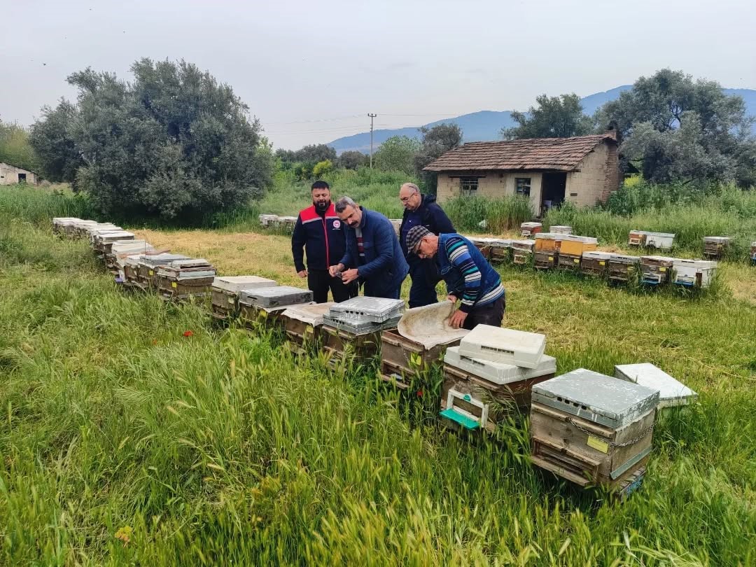 Aydın’da ana arı üretim kovanları denetlendi