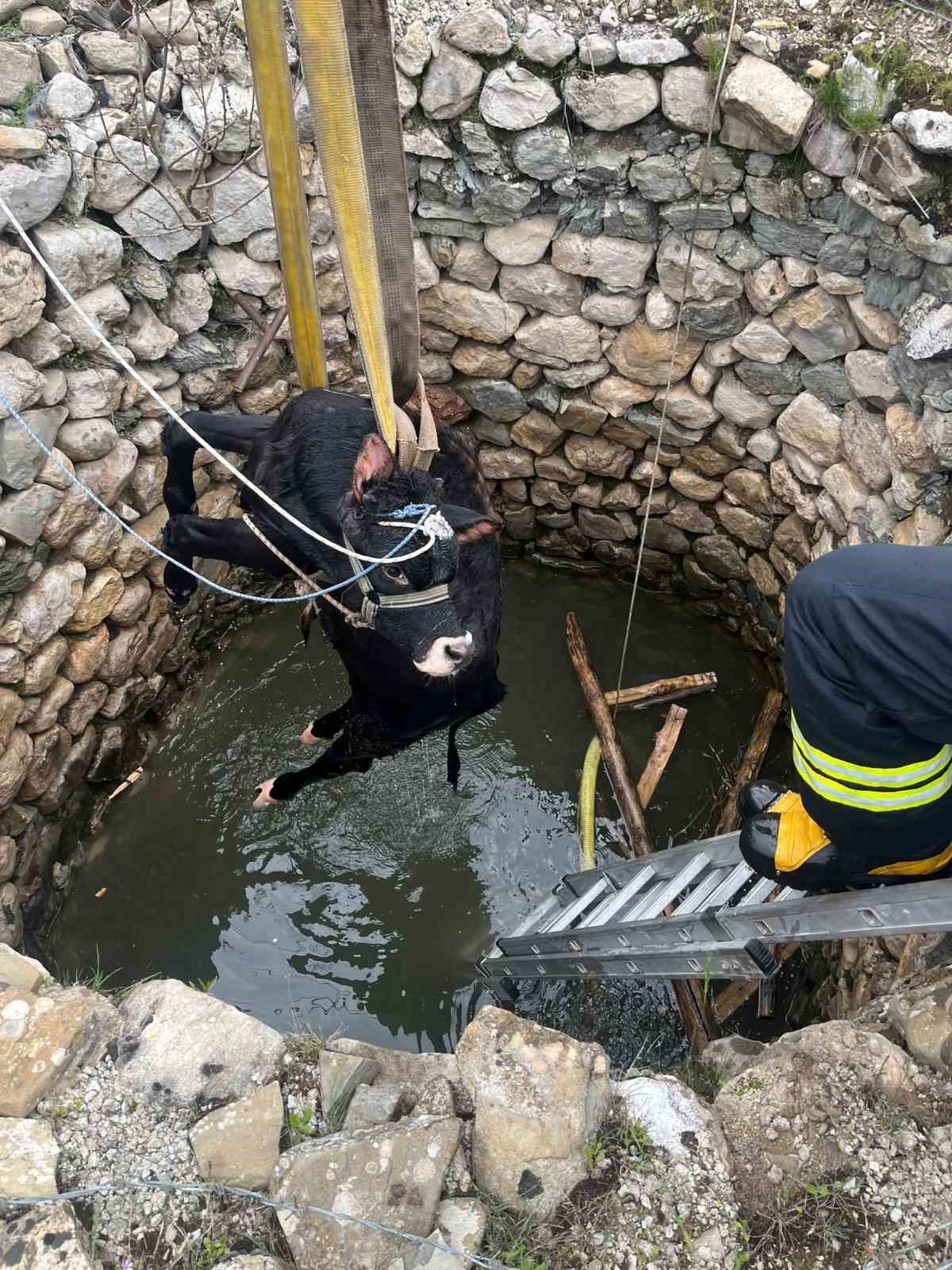 Su kuyusuna düşen inek itfaiye ekiplerince kurtarıldı