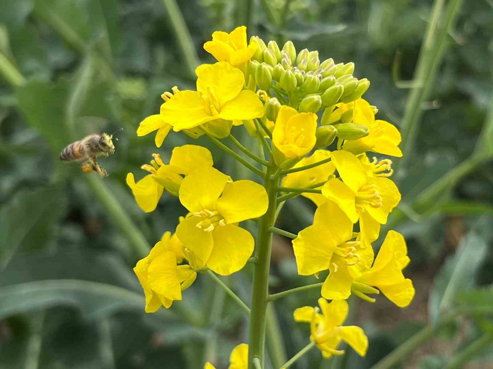 Hayrabolu&rsquo;da bu yıl 21 bin dekar alanda kanola ekimi yapıldı
