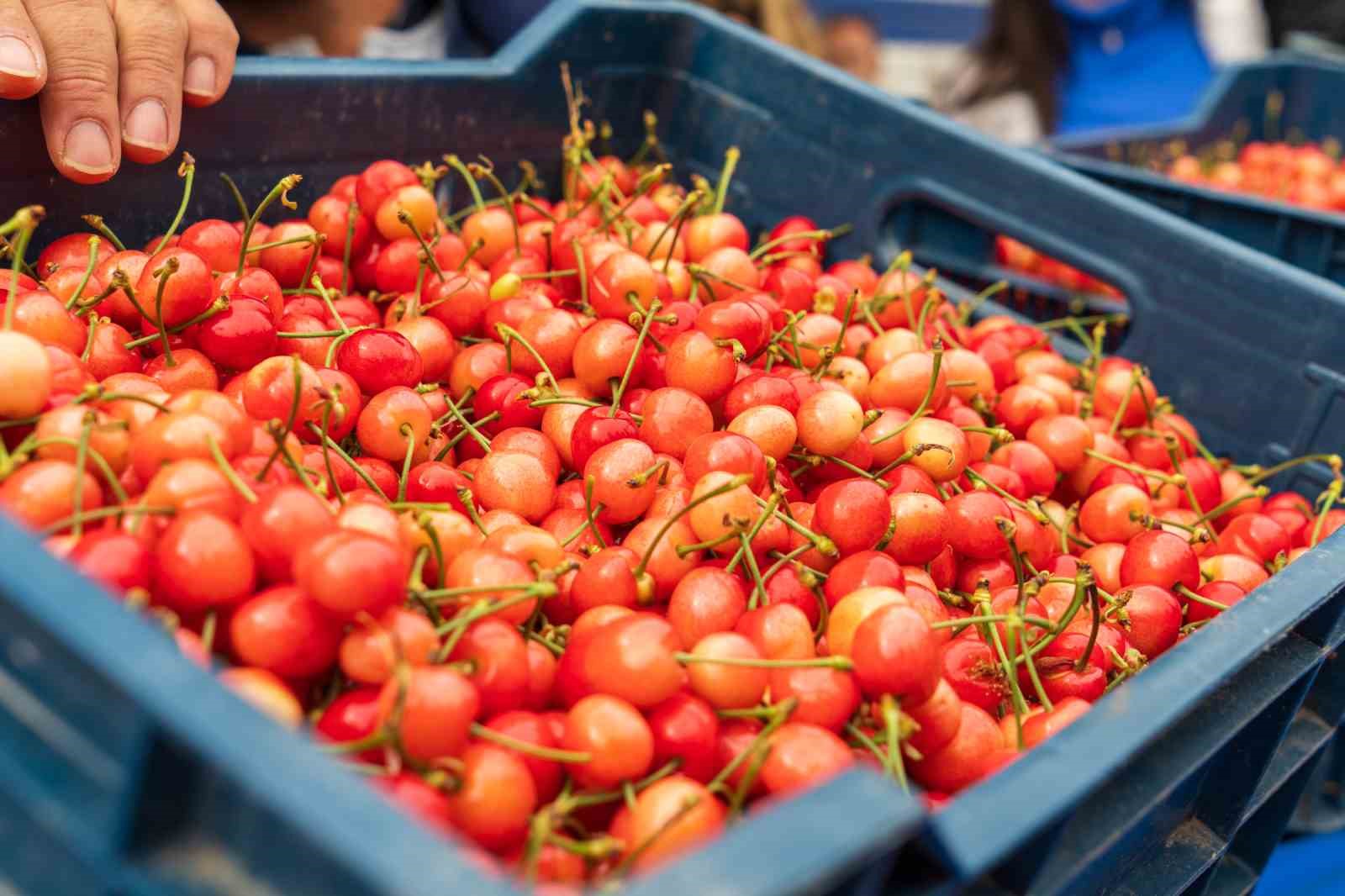 Kuzey yarımk&uuml;renin ilk kirazı rekor fiyatla satıldı
