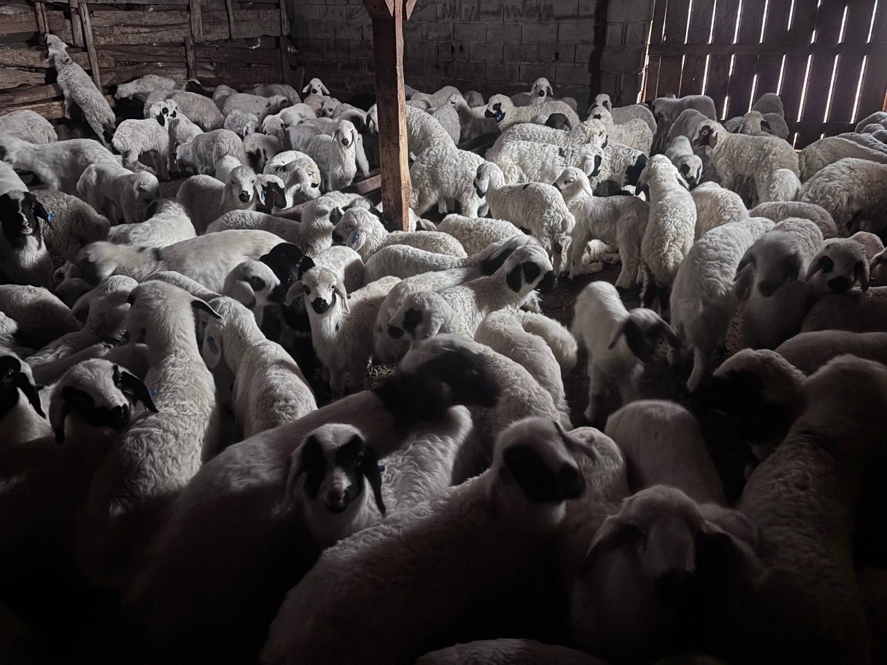 Sürülerde bahar hareketliliği: Kuzular annelerini böyle buldu
