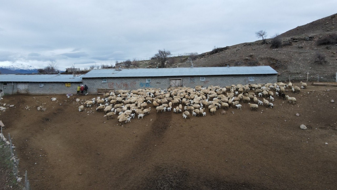 S&uuml;r&uuml;lerde bahar hareketliliği: Kuzular annelerini b&ouml;yle buldu

