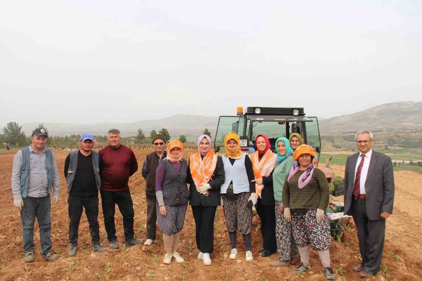 Poşusunu takan Kaymakam Kuran &uuml;reticilerle birlikte kekik dikti
