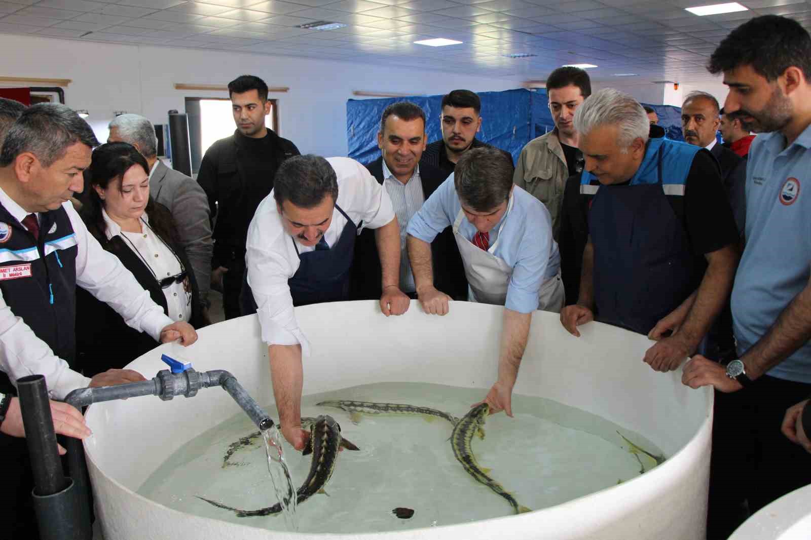 Bu balığın havyarı ’siyah inci’: Karadeniz’e 8 bin adet dağıtılacak, çiple takip edilecek