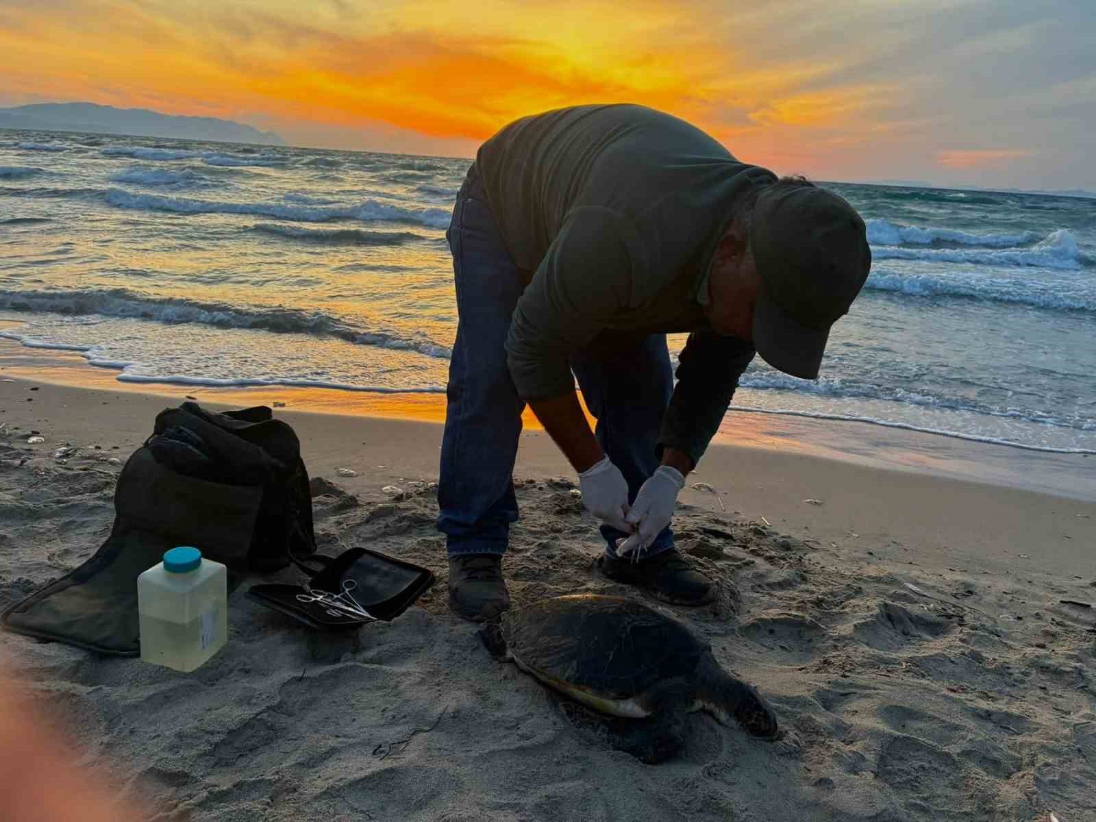 Kuşadası&rsquo;nda iki deniz kaplumbağası &ouml;l&uuml; bulundu
